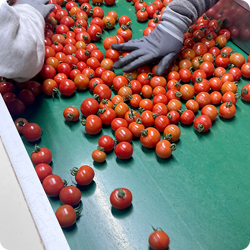 토마토 선별