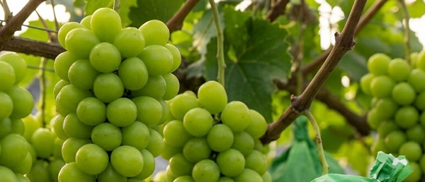 Grape Sorting Facility