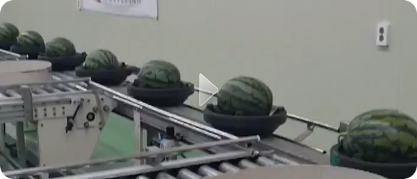Watermelon sorting facility