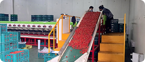 Tomato sorting facility
