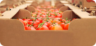 Tomato Packaging Process