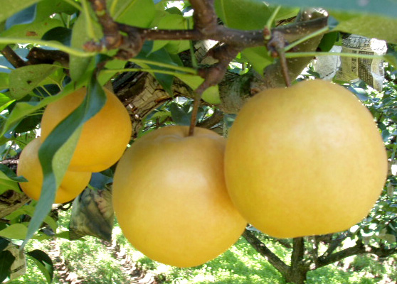 Korean Pears