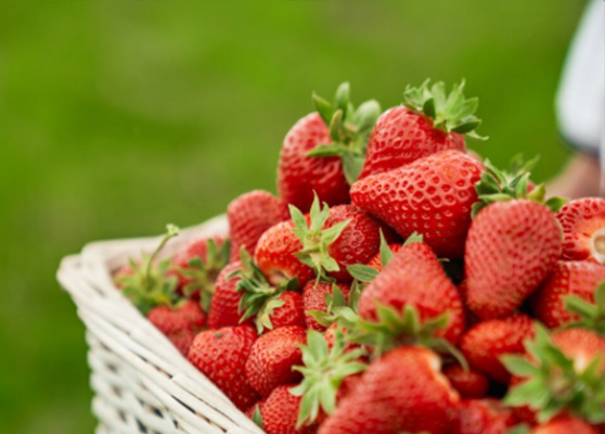 Korean Strawberry