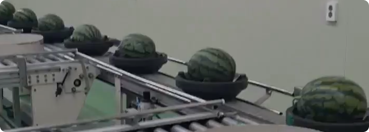 선별장 영상